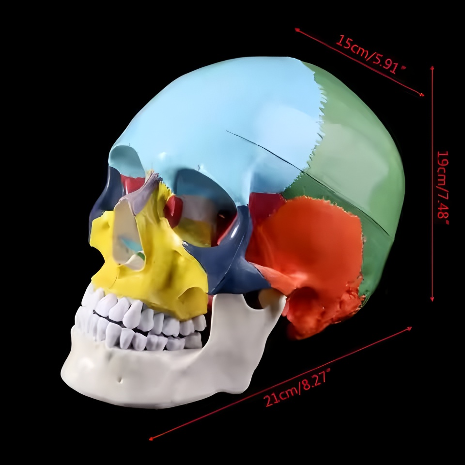 3D Printing Orthodontics - Modelo de crânio dental anatomia tamanho