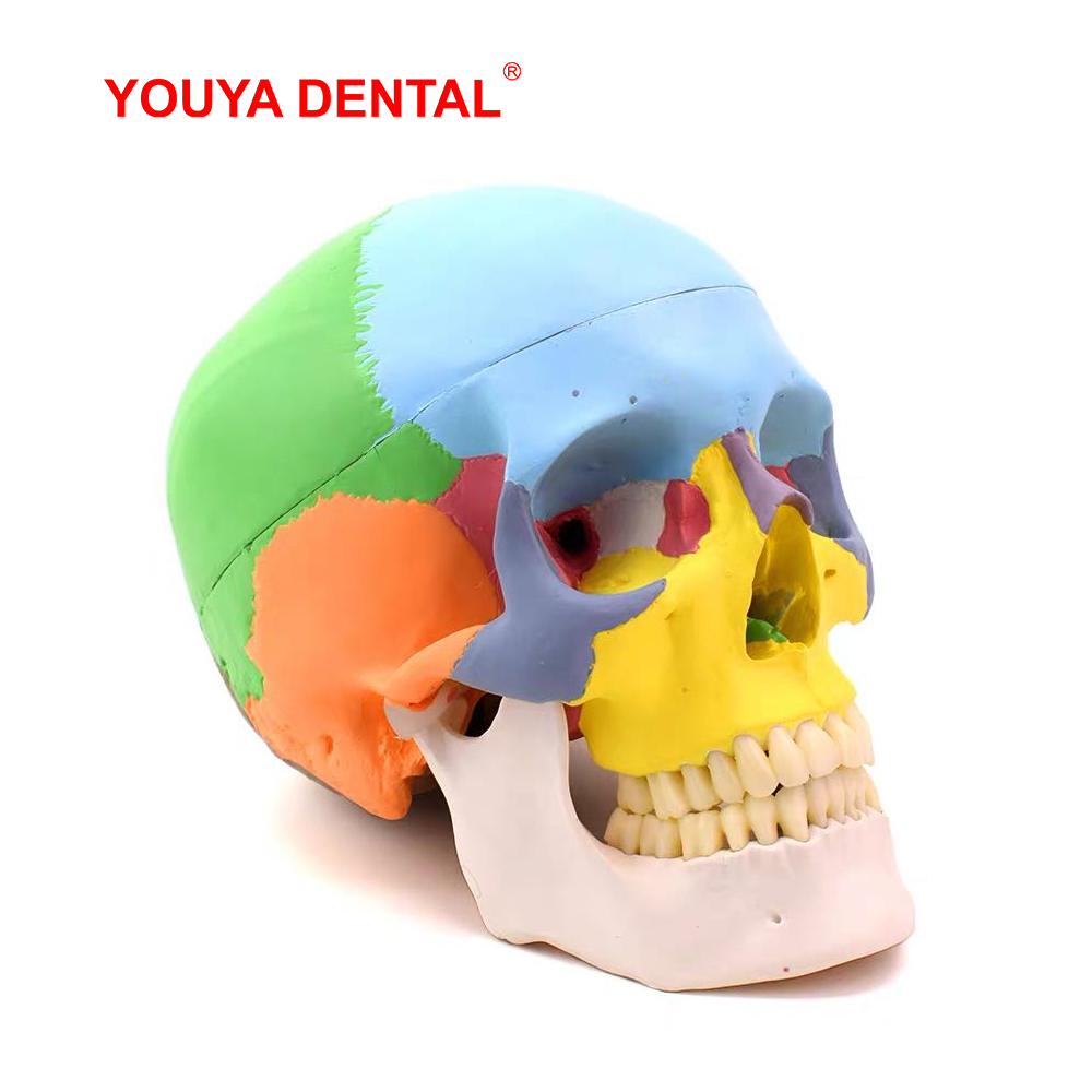 Modelo Anatômico de Crânio em  - 3D Printing Orthodontics avaliação e preço