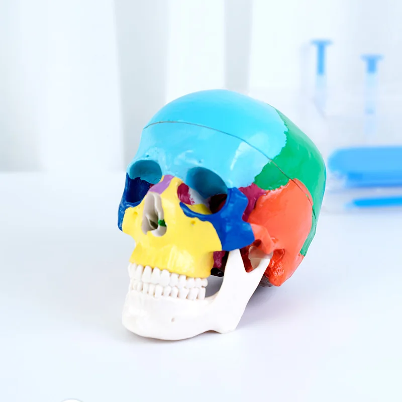 Modelo de crânio dental anatom - 3D Printing Orthodontics avaliação e preço