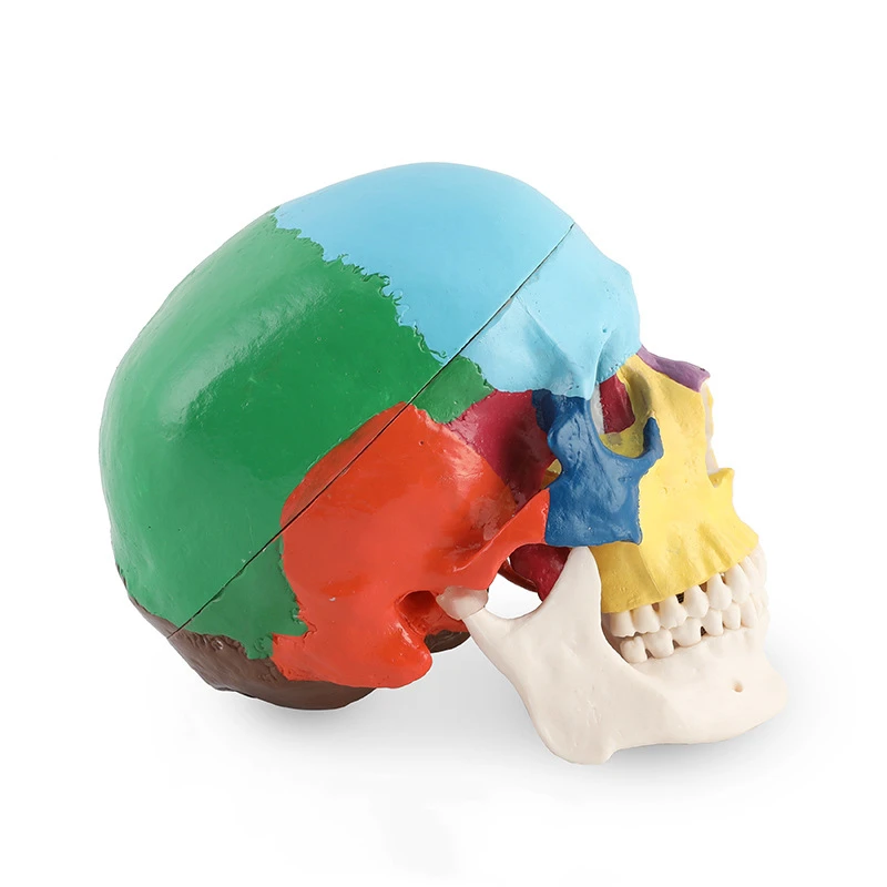 Modelo de crânio dental anatom - 3D Printing Orthodontics avaliação e preço